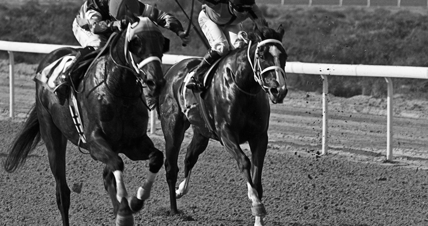 SHJ Equestraian Racing3