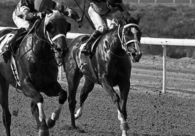 SHJ Equestraian Racing3