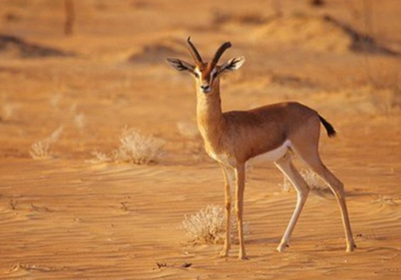 Al Hefaiyah Mountain Conservation Centre