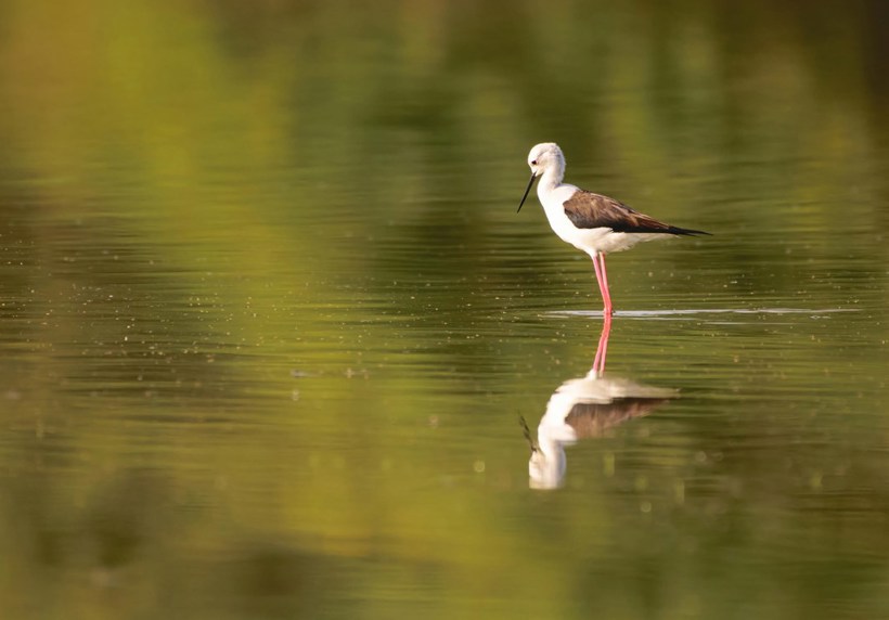 Wasit Nature Reserve